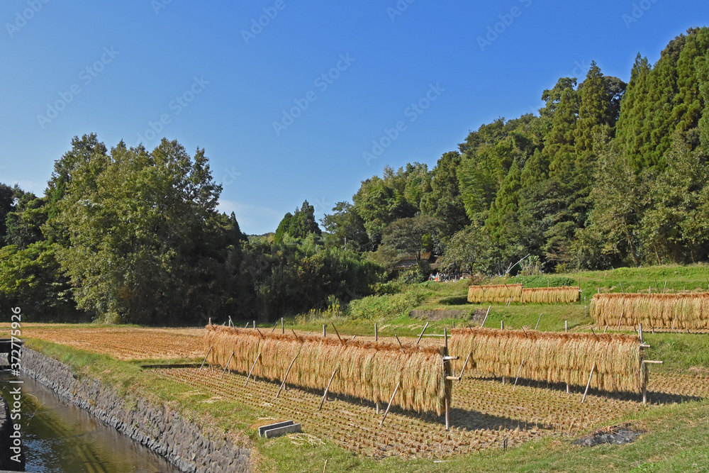 米を美味しくする稲の掛け干し　日本の農業風景