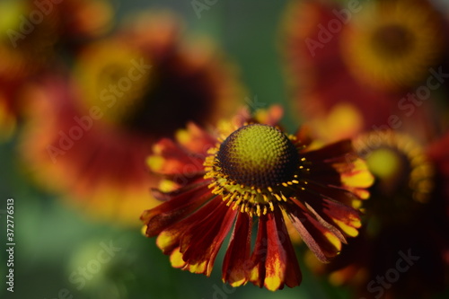 Close-up of a helenium flower against a blurred background of other flowers
