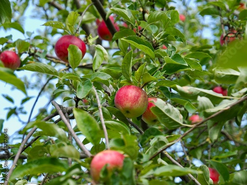 Macro of ripe red apples on an apple tree