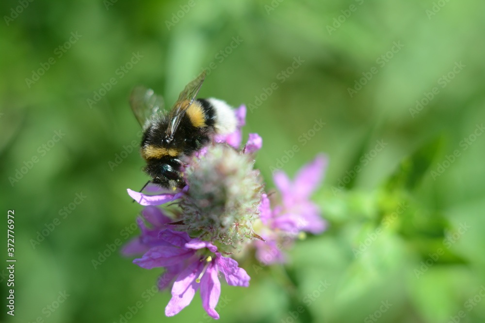 Top view of purple lythrum forest flowers and bumblebee on it Top view of purple lythrum forest flowers and bumblebee on it