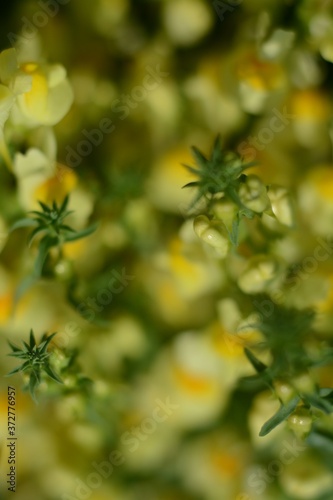 Top view of forest yellow flowers in autumn