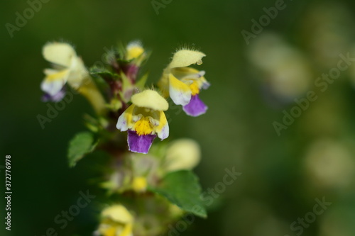 Close-up of forest galeopsis flower  on blurred green background photo