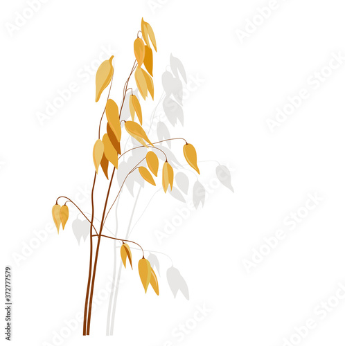Vector illustration of granola oatmeal drain. Dry yellow branch of barley on a thin stalk. Oat seeds in the field. Wheat. Meadow grass. Illustration for the cereal. Isolated on a white background.