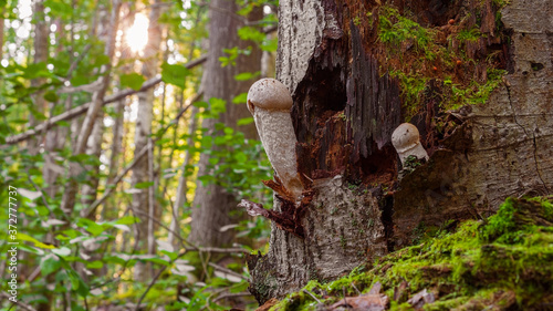 a panoramic shot of a panoramic mushroom forest at sunset, with erotic edible mushrooms on an old stump in the shape of a male sexual organ.