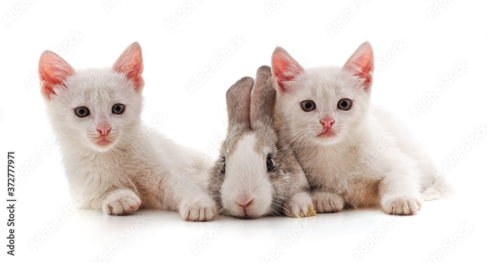 Fototapeta premium White kittens and bunny.