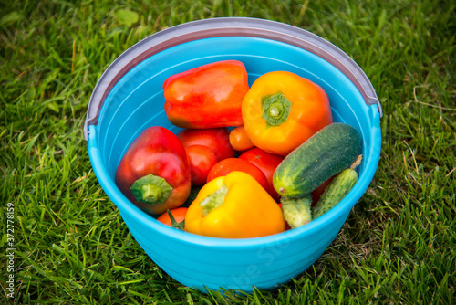 colored ripe vegetables in a blue bucket on the grass. Red and orange peppers, cherry tomatoes, cucumbers