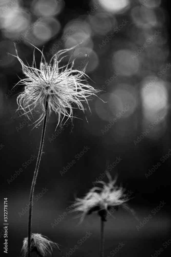 Black and white photo. Ugly dandelion after the rain. Dewdrops. Fluffy dandelion. Bokeh background.