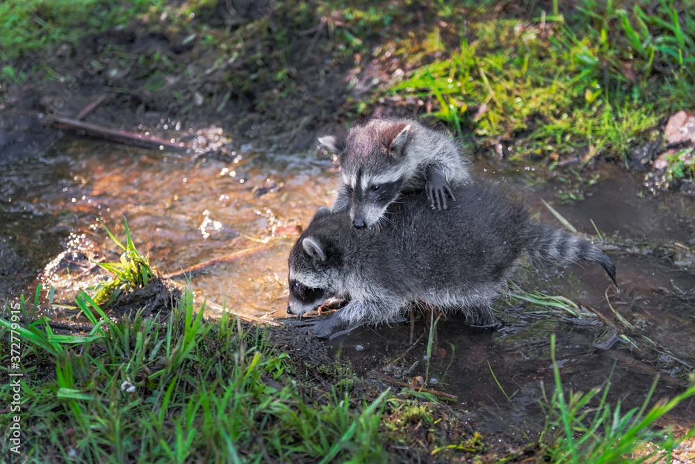 Raccoon (Procyon lotor) Climbs on Back of Cohort Wading in Stream Summer Raccoon (Procyon lotor) Climbs on Back of Cohort Wading in Stream Summer
