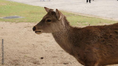 Shika deer portrait shot at Nara park. Wild animal stand still and look around, turn head to camera. Popular tourist attraction and interesting historical place photo