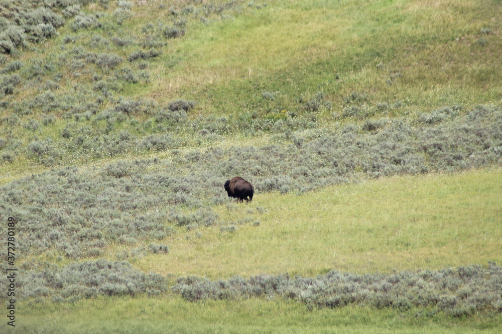Bisons in Yellowstone National Park.