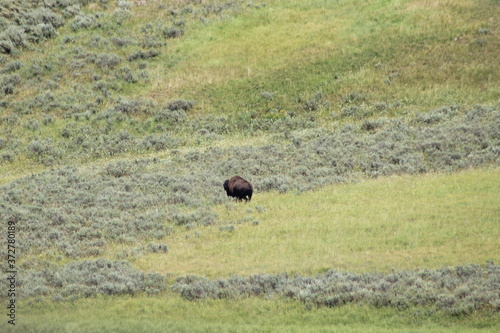 Bisons in Yellowstone National Park.