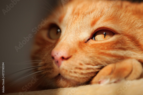 close up portrait of red cat with yellow eyes. photo