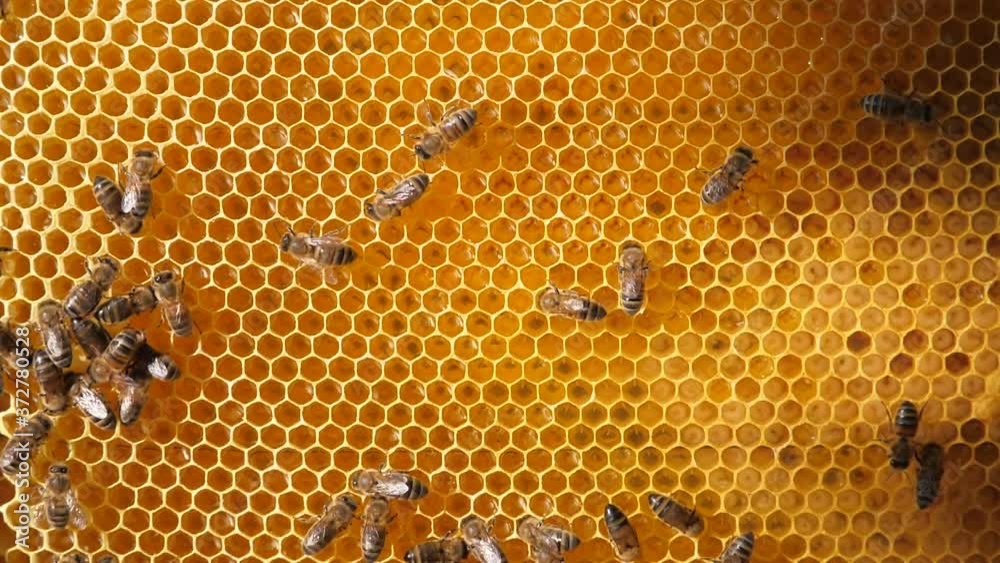 Bee larvae in the honeycomb, insect seeding. Swarm of bees working on a honeycomb carries honey and nectar. Close communication of bees, bee conversation.