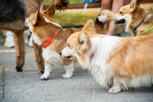 Welsh corgi. Orange dogs. Royal shepherd dog breed