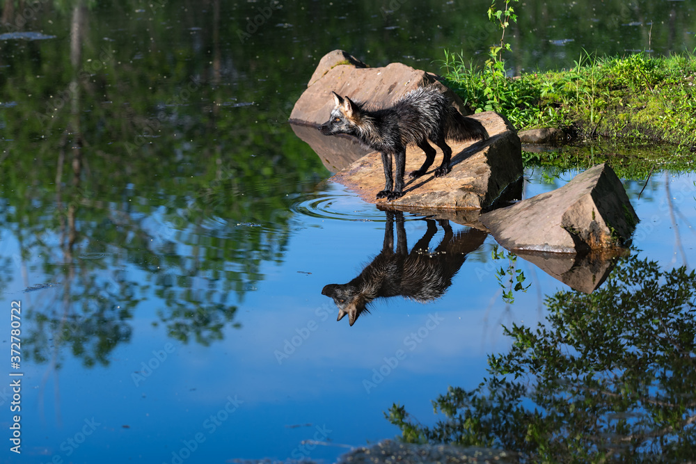Adult Cross Fox (Vulpes vulpes) Reflected in Water on Island Rock Summer Adult Cross Fox (Vulpes vulpes) Reflected in Water on Island Rock Summer