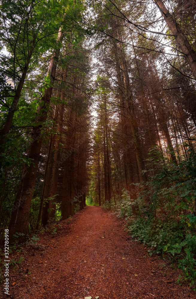 Waldweg am Abend