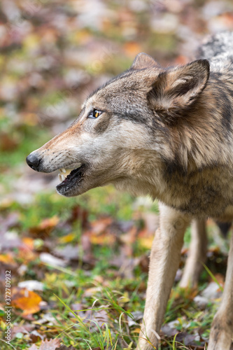 Grey Wolf  Canis lupus  Mouth Open Looks Left Closeup Autumn