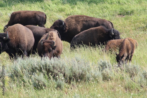 Bisons in Yellowstone National Park. © Marije Kouyzer