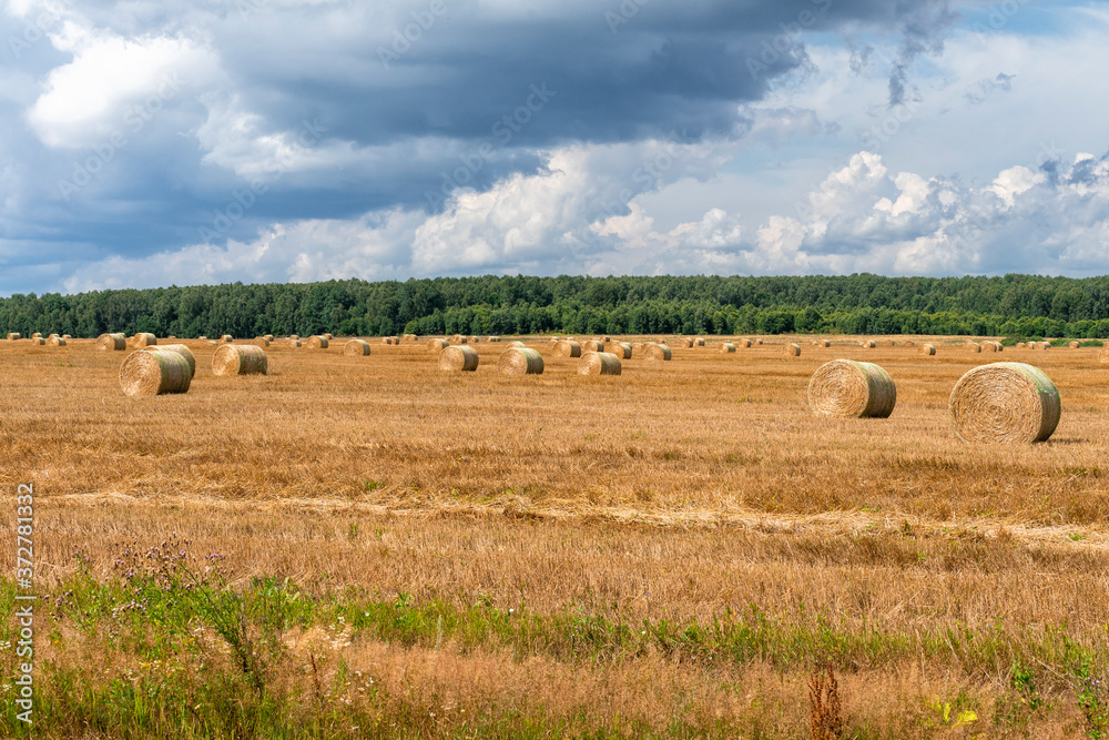 sheaf of straw in the field. village landscape sheaf of straw in the field. village landscape