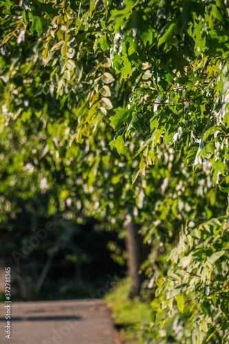 green leaves in the forest