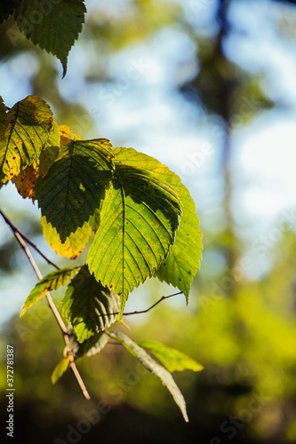 leaves on a tree