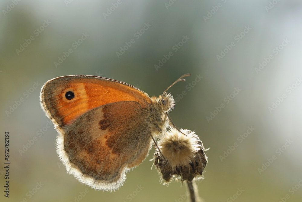 Obraz premium Nahansicht eines Schmetterlings - Kleines Wiesenvögelchen
