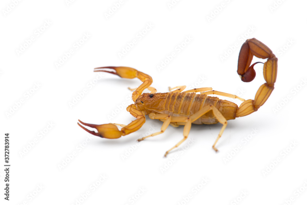 Yellow deadly dangerous scorpion top view isolated on white background Yellow deadly dangerous scorpion top view isolated on white background