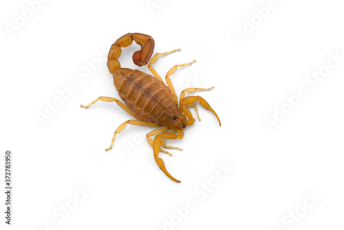 Yellow deadly dangerous scorpion top view isolated on white background