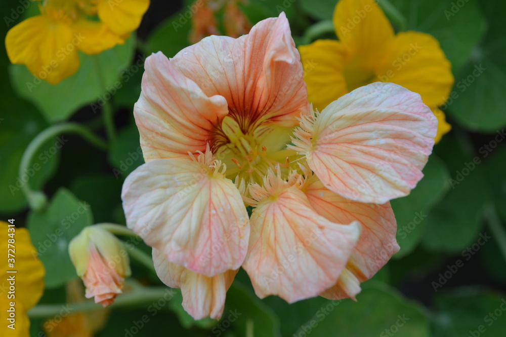 Autumn in the flower beds blooming lovely plants - flowers of nasturtium, which delight with its unusual generic color