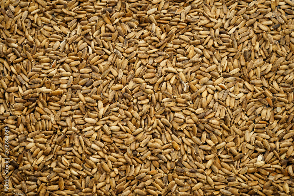 unusual kind of milk thistle seeds as a background unusual kind of milk thistle seeds as a background