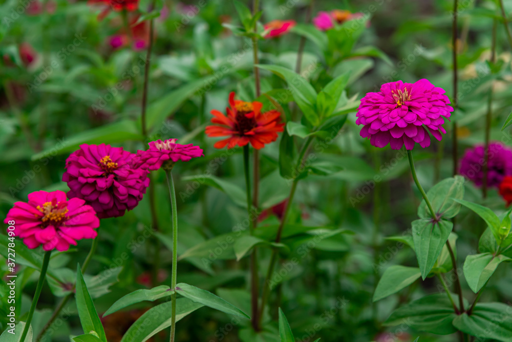 Flowers zinnia elegans. Color nature background. Flowers zinnia elegans. Color nature background.