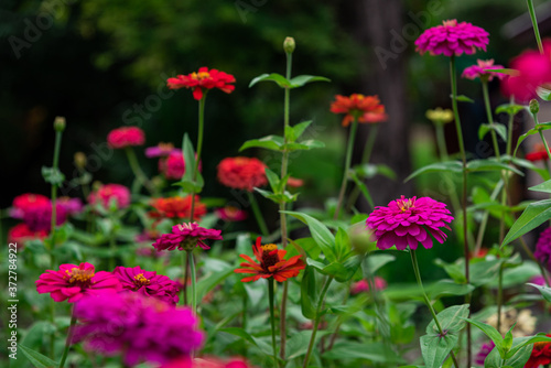 Wallpaper Mural Flowers zinnia elegans. Color nature background. Torontodigital.ca