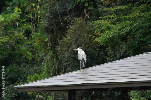 gray heron on roof