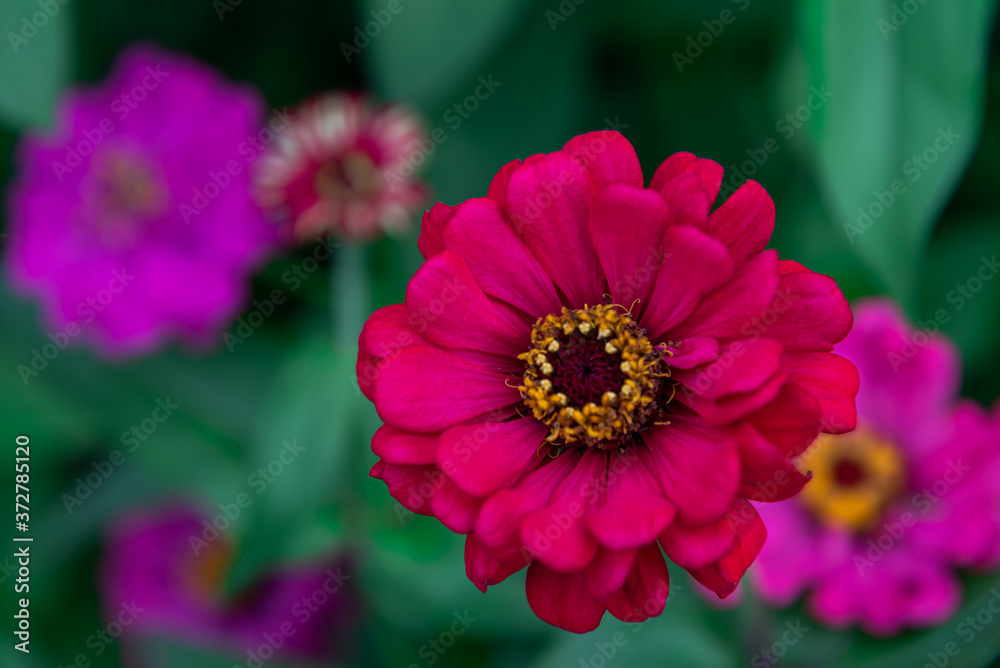 Flowers zinnia elegans. Color nature background. Flowers zinnia elegans. Color nature background.
