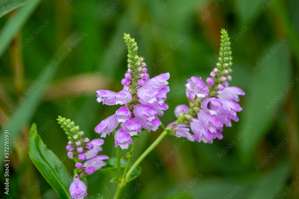Macro view of beautiful purple obedient plant (physostegia virginiana) wildflowers blooming in a sunny North American prairie meadow. Also called False Dragonhead. Macro view of beautiful purple obedient plant (physostegia virginiana) wildflowers blooming in a sunny North American prairie meadow. Also called False Dragonhead.