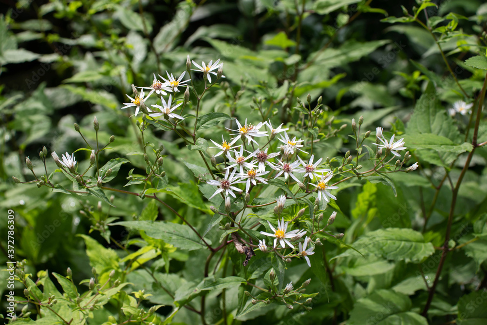 White wood aster flowering plant. White wood aster flowering plant.