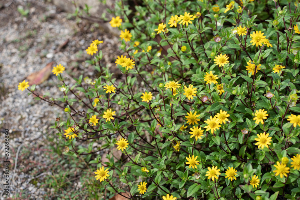 Mexican creeping zinnia yellow bright flowers Mexican creeping zinnia yellow bright flowers