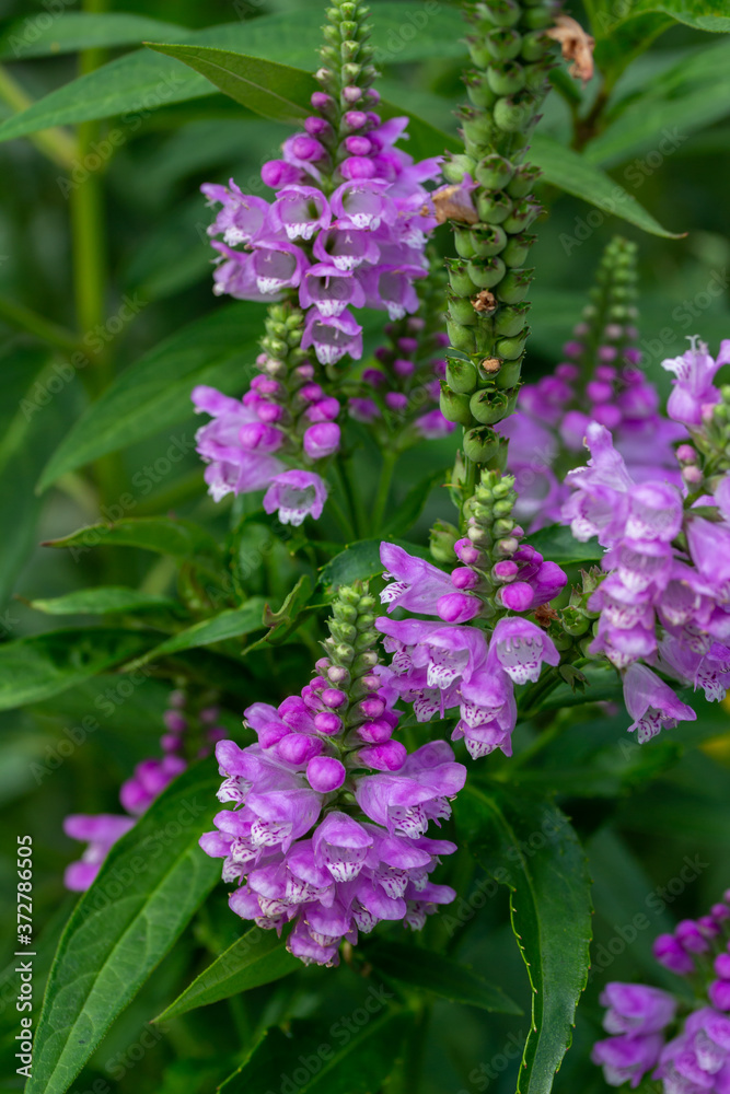 Macro view of beautiful purple obedient plant (physostegia virginiana) wildflowers blooming in a sunny North American prairie meadow. Also called False Dragonhead. Macro view of beautiful purple obedient plant (physostegia virginiana) wildflowers blooming in a sunny North American prairie meadow. Also called False Dragonhead.