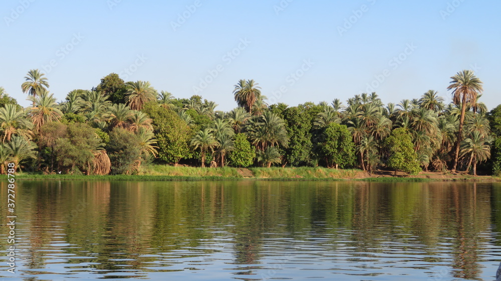 palm trees on the Nile 