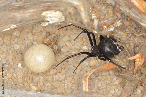 close-up of an spider cocoon,egg sac of an european black widow, maternal care of a Latrodectus tredecimguttatus.
 photo