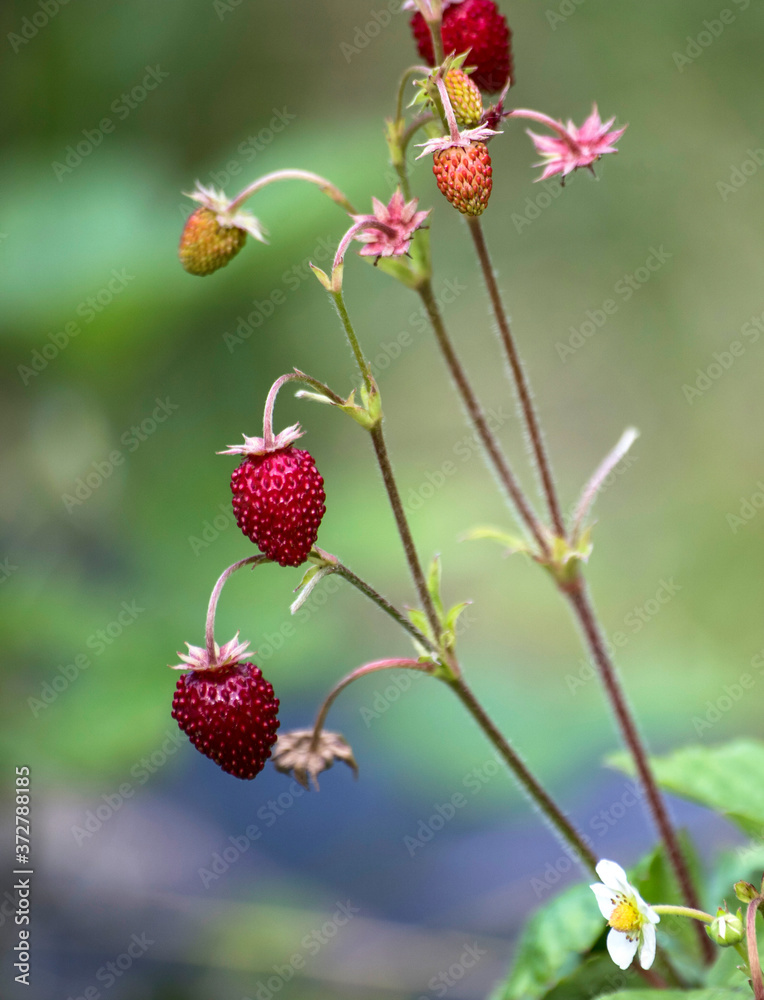 tasty wild strawberries in garden tasty wild strawberries in garden