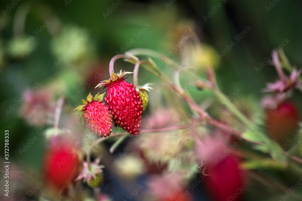 tasty wild strawberries in garden tasty wild strawberries in garden
