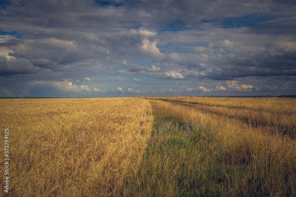 photo landscape field with grain crop under a cloudy sky