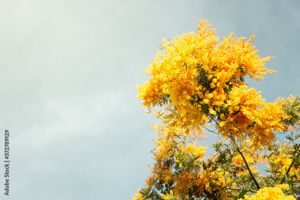 Vibrant yellow flowers contrasting with the soft blue sky in the background Vibrant yellow flowers contrasting with the soft blue sky in the background
