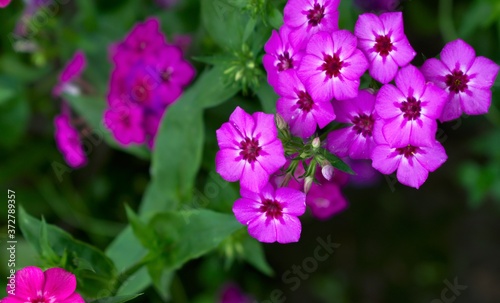 Purple or violet Flower Landscape Photography art with copy space Background