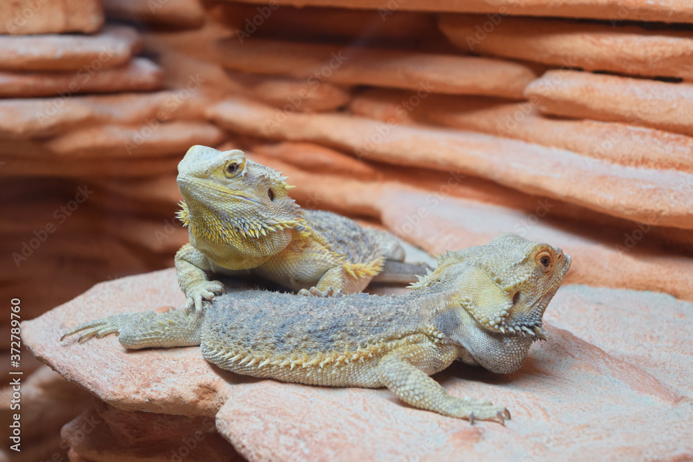 Fototapeta premium Zwei Eidechsen im Terrarium im Zoo in Kroatien