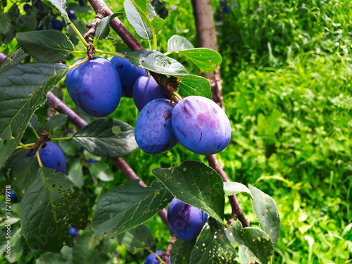 Blue ripe plums on a branch with a leaves.