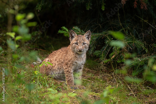 Eurasian lynx, hiding in the forest. Cute lynx living in the wood. Small lynx check surroundings. Rare predator in European nature