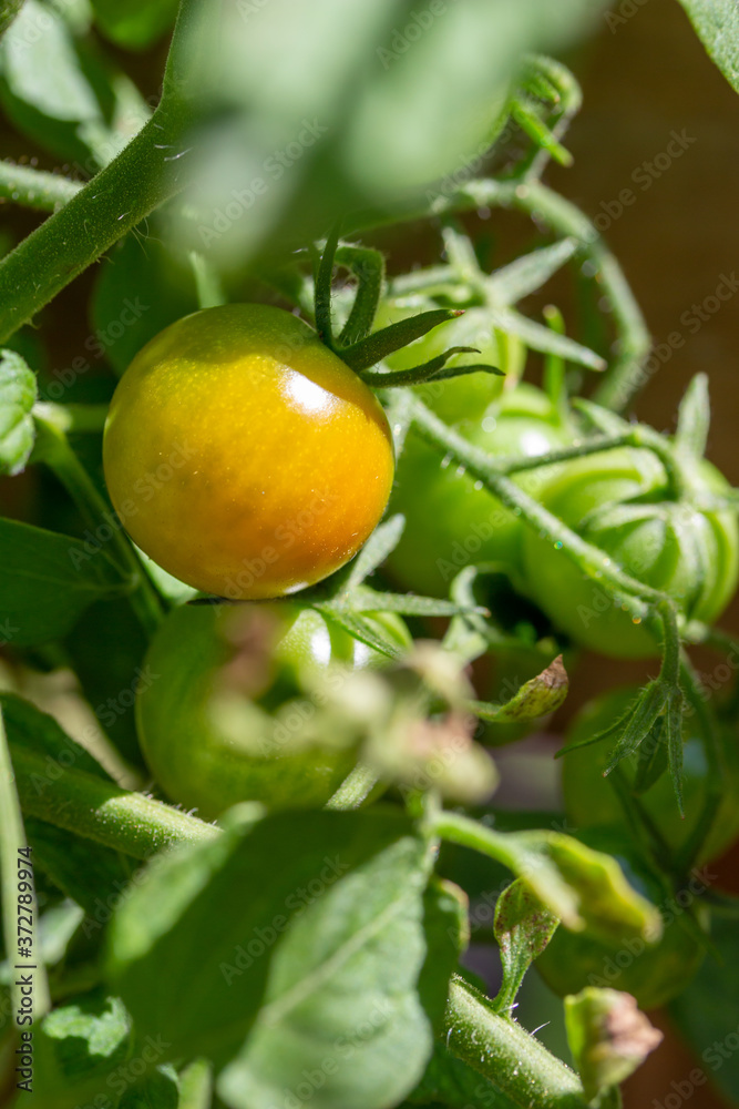 Macro view of young green cherry tomatoes growing on a tomato bush in a sunny outdoor garden