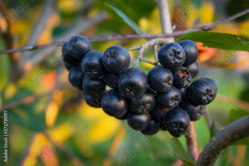 A group of chokeberries on a branch. Aronia berries.